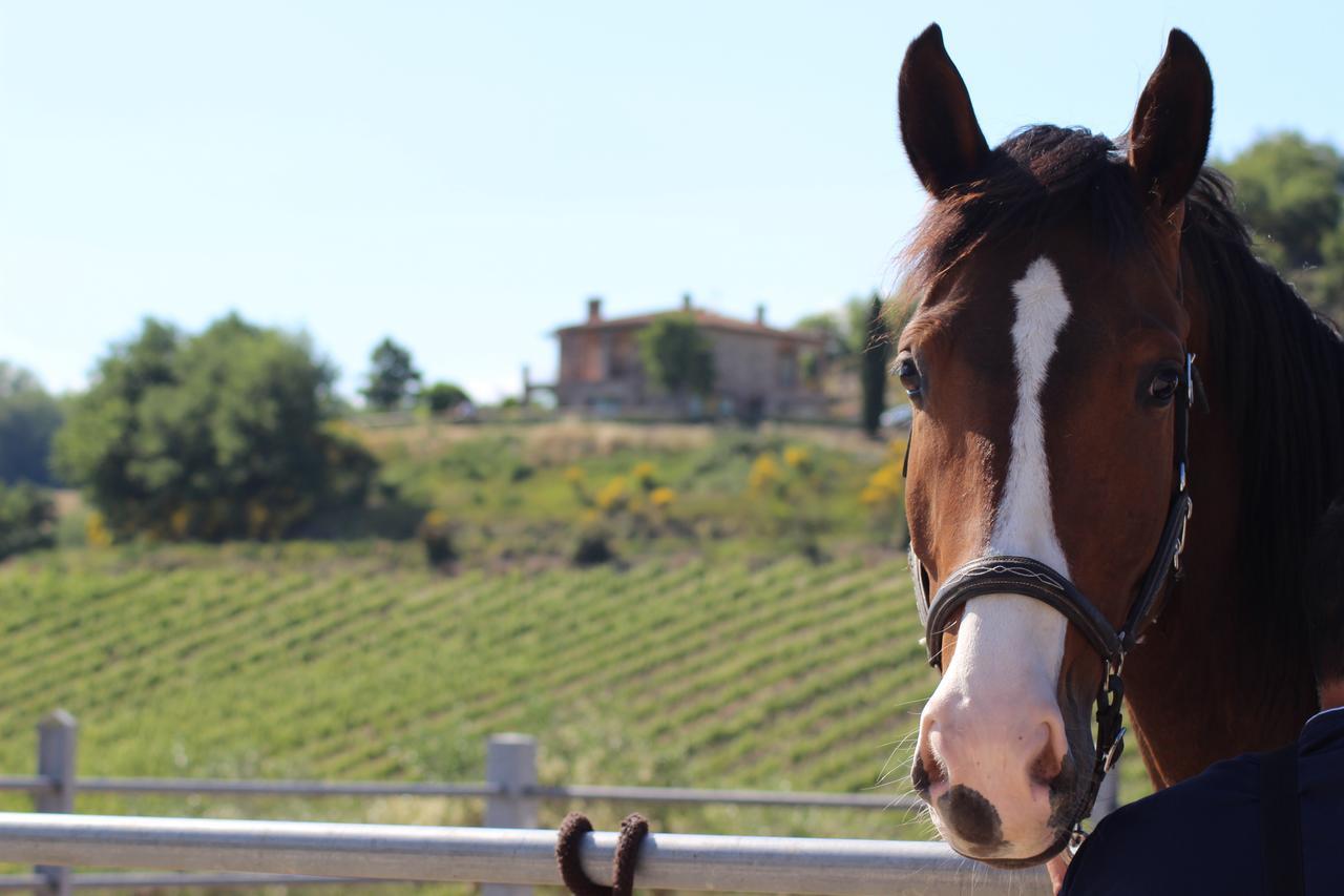 Villa Fattoria di Monticello San Venanzo Esterno foto